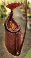 BE4591 N. robcantleyi x palawanensis – assorted clones