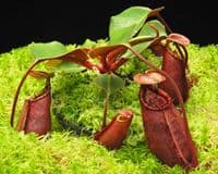 BE4591 N. robcantleyi x palawanensis – assorted clones