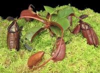 BE4591 N. robcantleyi x palawanensis – assorted clones