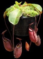 BE4591 N. robcantleyi x palawanensis – assorted clones