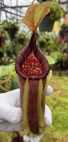 BE4591 N. robcantleyi x palawanensis – assorted clones