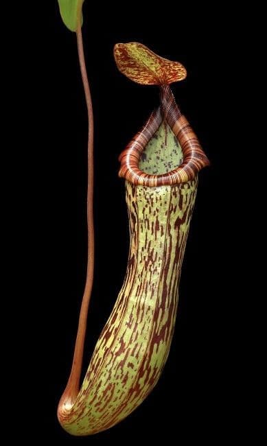 BE4593 N vogelii x ventricosa selected clone