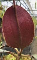 BE4601 N. peltata x attenboroughii - assorted clones