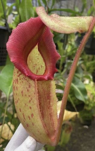 BE4603 N. rajah x veitchii ‘Gold Rush’ – seed grown