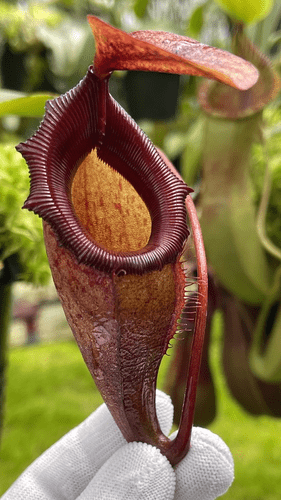 BE4604 N. rajah x flava – assorted clones