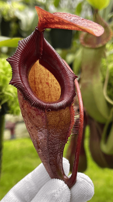 BE4604 N. rajah x flava – assorted clones