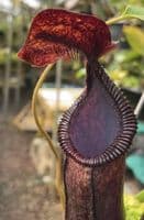 BE4609 N. hamata x lowii - assorted clones