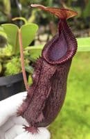 BE4609 N. hamata x lowii - assorted clones