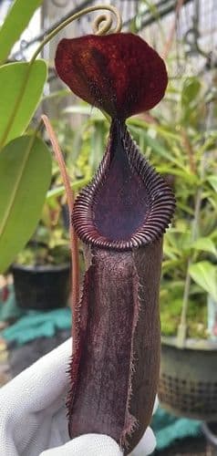 BE4609 N. hamata x lowii - assorted clones