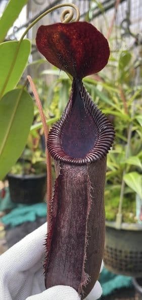 BE4609 N. hamata x lowii - assorted clones