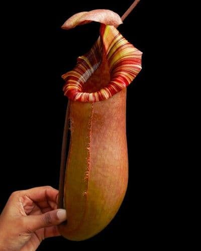 BE4614 N. sibuyanensis x (veitchii x lowii) – selected clone # 6