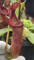 BE4617 N. glandulifera x edwardsiana - selected clones