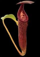 BE4617 N. glandulifera x edwardsiana - selected clones