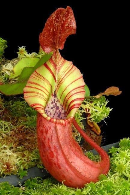 BE4623 N. (veitchii x platychila) x veitchii – selected clone