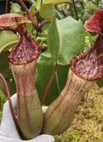 BE4625 N.clipeata x (lowii x veitchii)