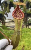 BE4625 N.clipeata x (lowii x veitchii)