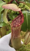 BE4625 N.clipeata x (lowii x veitchii)