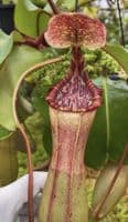 BE4625 N.clipeata x (lowii x veitchii)
