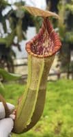 BE4625 N.clipeata x (lowii x veitchii)