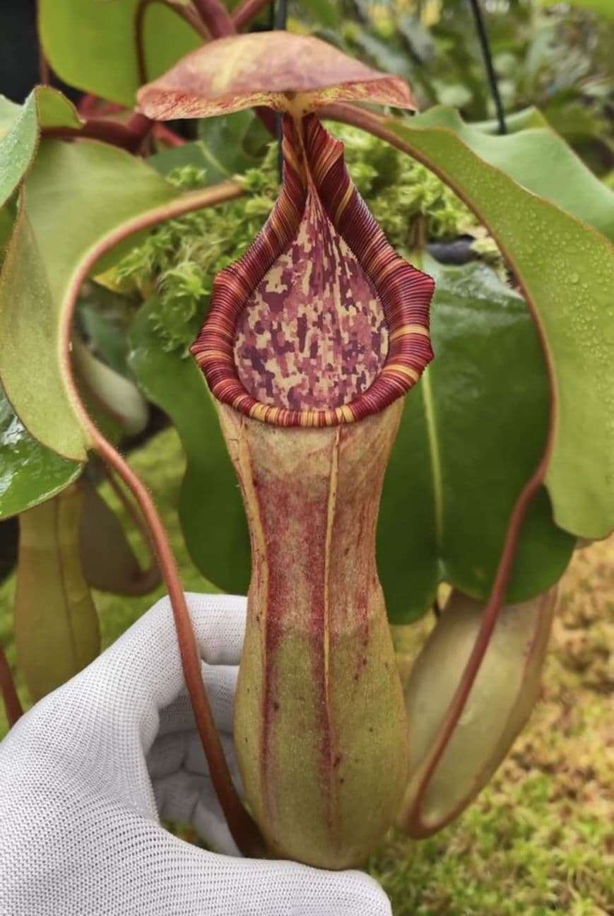 BE4625 N clipeata x lowii x veitchii