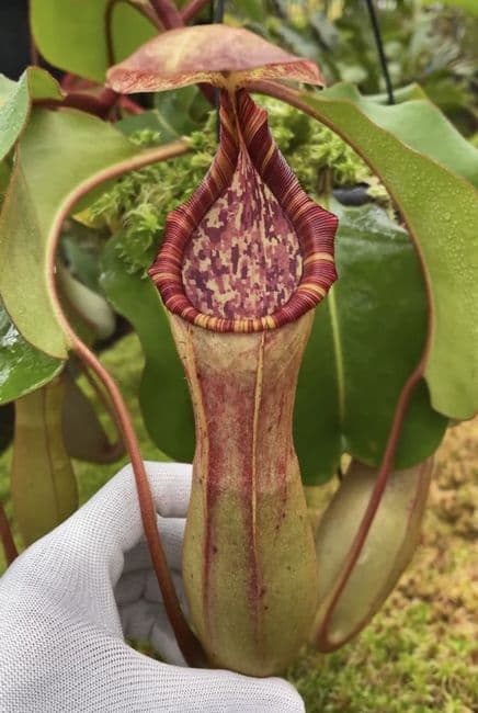 BE4625 N.clipeata x (lowii x veitchii)