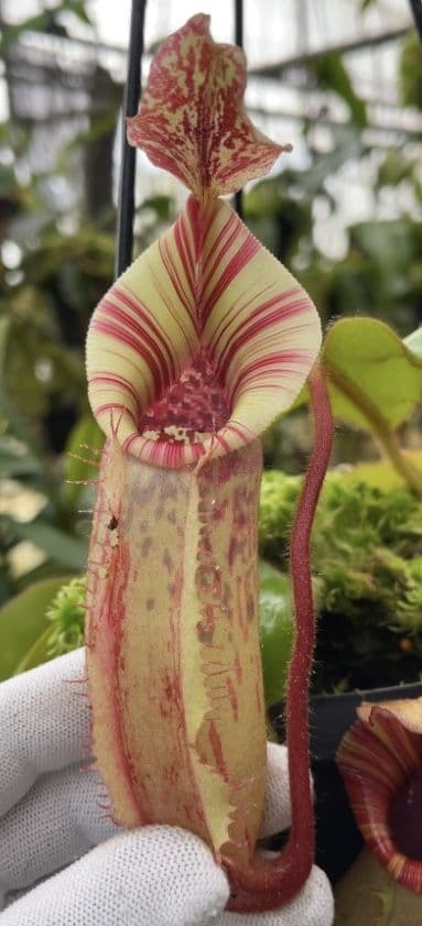 BE4627 N veitchii x lowii x veitchii