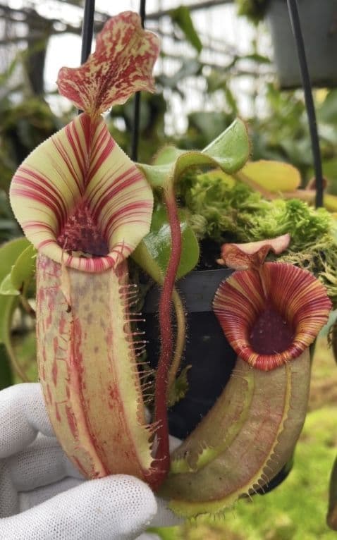 BE4627 N veitchii x lowii x veitchii