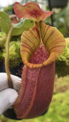 BE4627 N. (veitchii x lowii) x veitchii