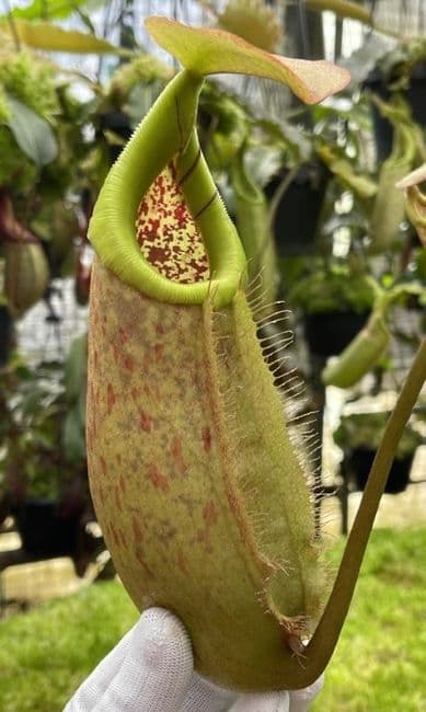 BE4628 N. robcantleyi x merrilliana – assorted clones