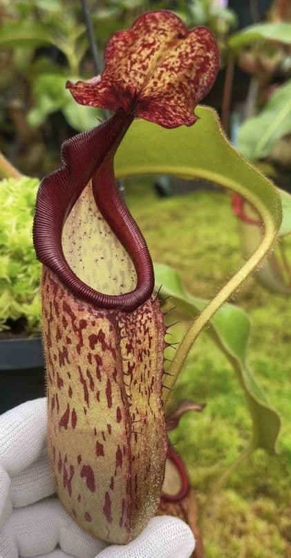 BE4632 N klossii x veitchii