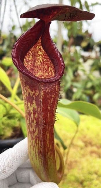 BE4634 N. klossii x lowii