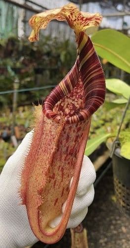 BE4635 N. (veitchii x lowii) x burbidgeae - assorted clones