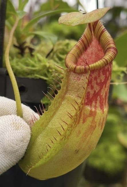BE4652 N. burkei x ephippiata – assorted clones