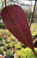 BE4654 Nepenthes peltata x ephippiata - assorted clones