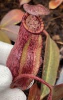 BE4654 Nepenthes peltata x ephippiata - assorted clones