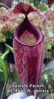 BE4654 Nepenthes peltata x ephippiata - assorted clones