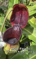 BE4654 Nepenthes peltata x ephippiata - assorted clones