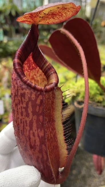BE4654 Nepenthes peltata x ephippiata - assorted clones