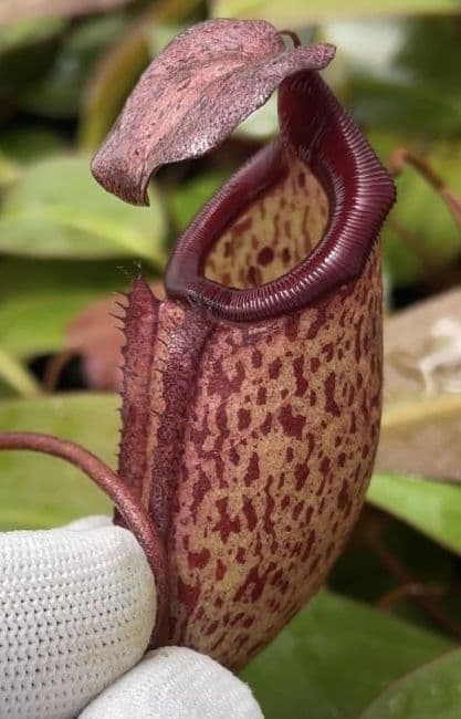 洋楽 anesthesy Nepenthes aristolochioides x spectabilis, BE-3846 - Bonsai Tree