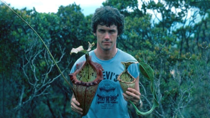 BE4657 Nepenthes Alisaputrana best selected clone