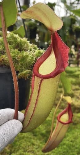 BE4666 N. rajah x (chaniana x veitchii)