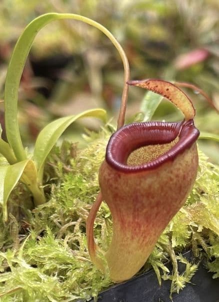 BE4667 N. jamban – grex # 2 – assorted clones