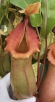 BE4674 N. veitchii x ventricosa – selected clones