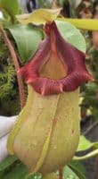 BE4674 N. veitchii x ventricosa – selected clones