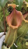 BE4674 N. veitchii x ventricosa – selected clones
