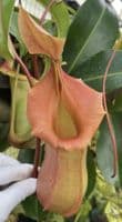 BE4674 N. veitchii x ventricosa – selected clones