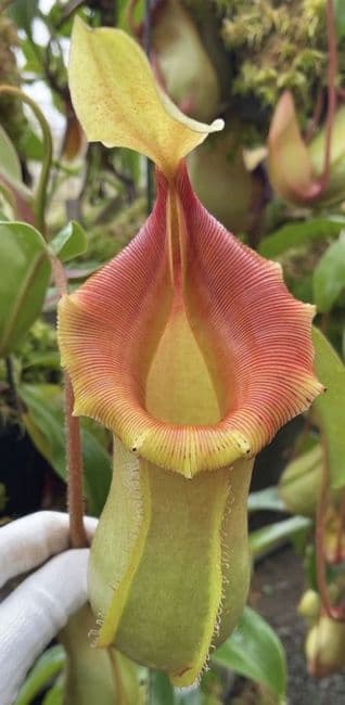 BE4674 N. veitchii x ventricosa – selected clones