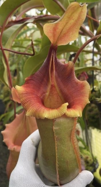 BE4674 N. veitchii x ventricosa – selected clones