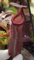 BE4678 N. {[(lowii x veitchii) x boschiana] x [(veitchii x maxima) x veitchii]} x edwardsiana