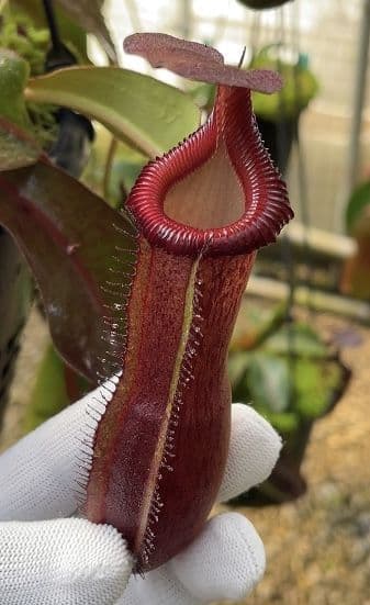 BE4678 N. {[(lowii x veitchii) x boschiana] x [(veitchii x maxima) x veitchii]} x edwardsiana